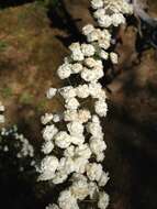 صورة Spiraea prunifolia Sieb. & Zucc.