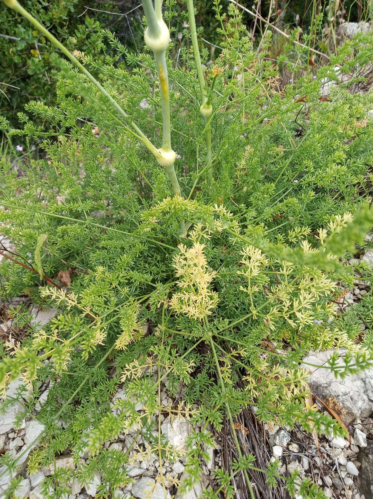 Ferulago nodosa (L.) Boiss. resmi