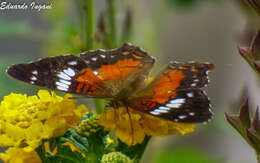 Plancia ëd Anartia amathea roeselia Eschscholtz 1821