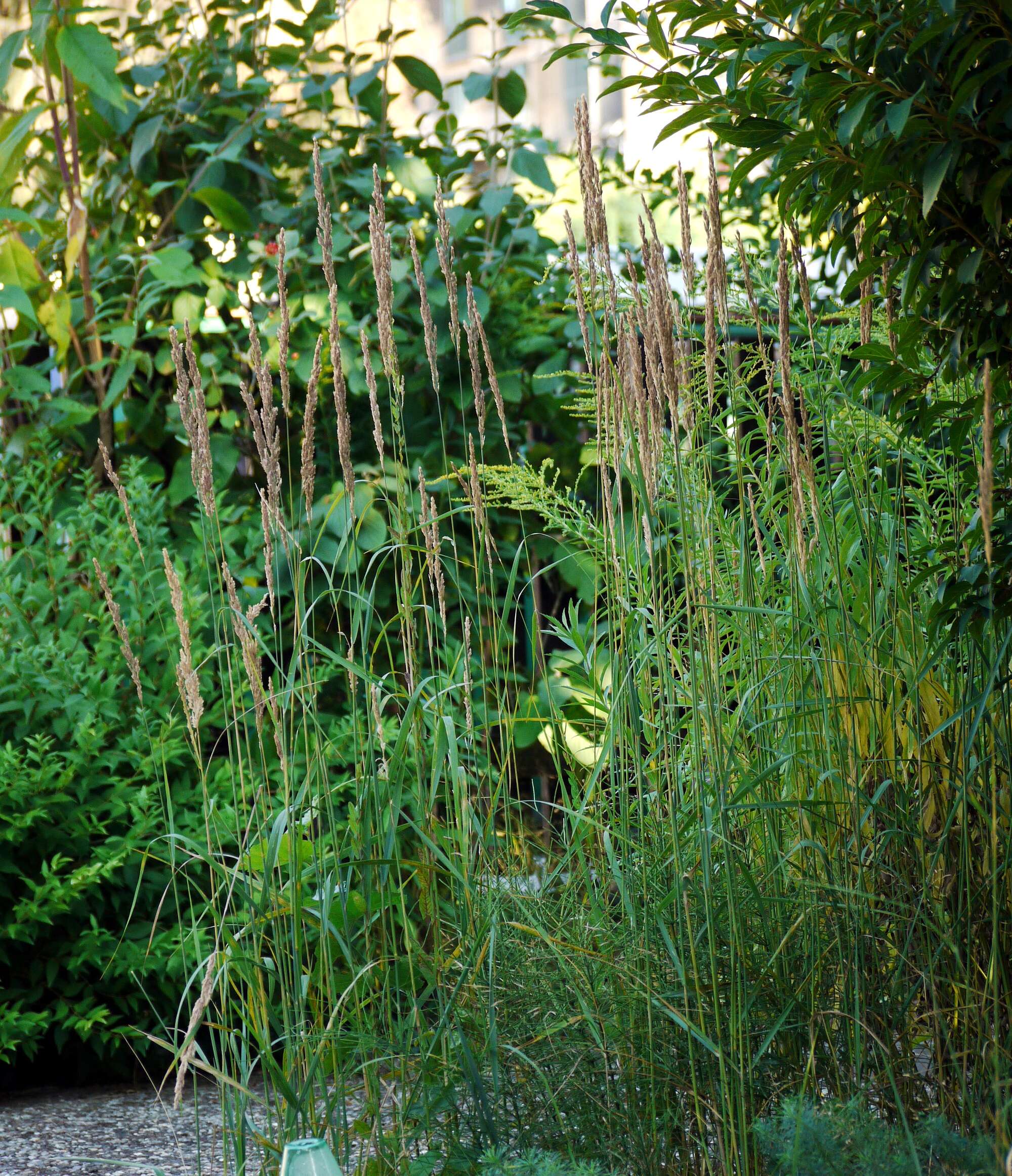 Imagem de Calamagrostis epigejos (L.) Roth