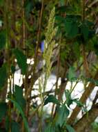 Imagem de Calamagrostis epigejos (L.) Roth