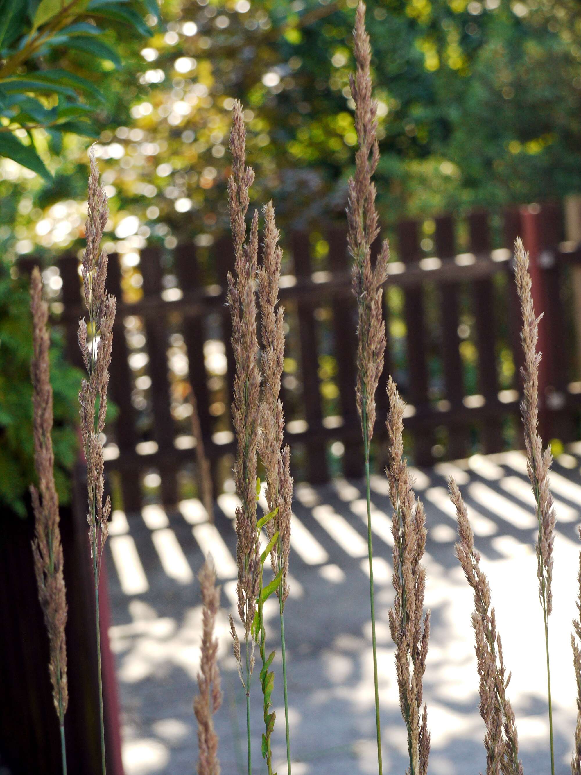 Imagem de Calamagrostis epigejos (L.) Roth