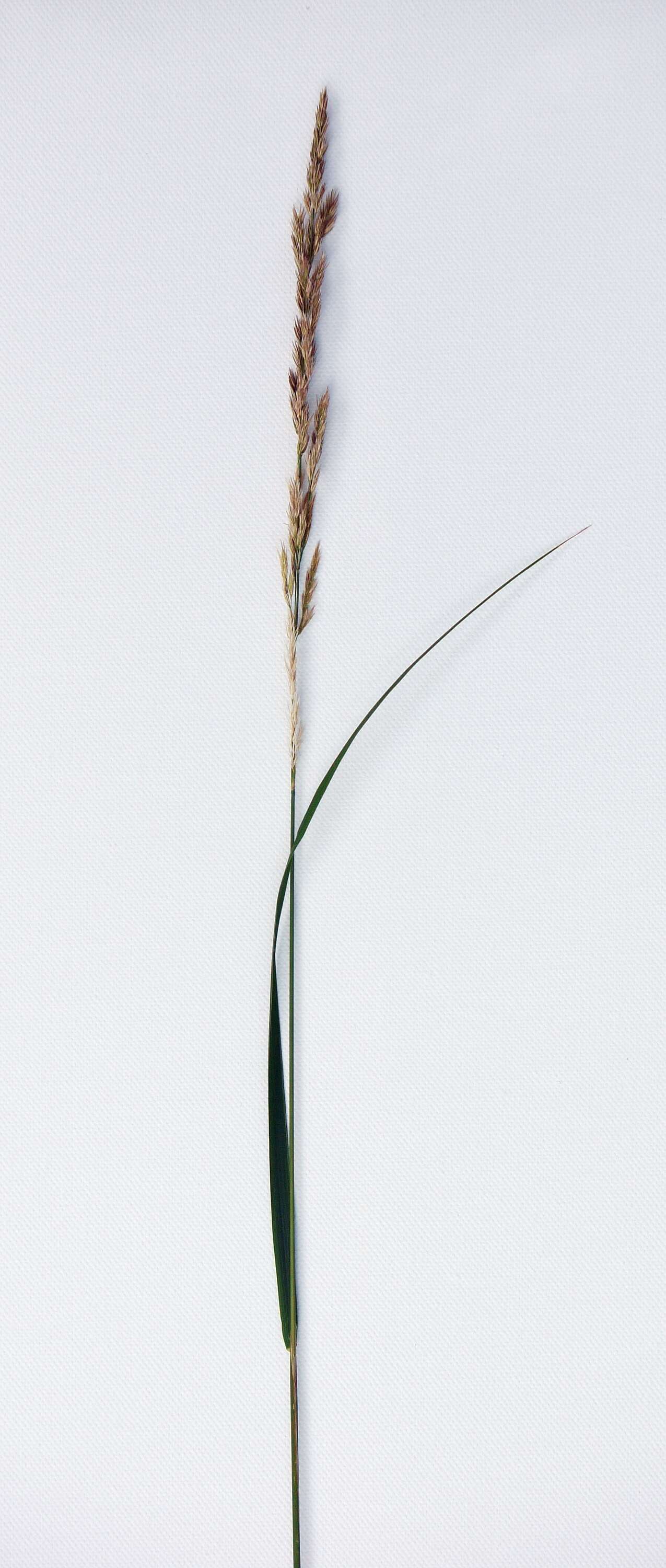 Imagem de Calamagrostis epigejos (L.) Roth