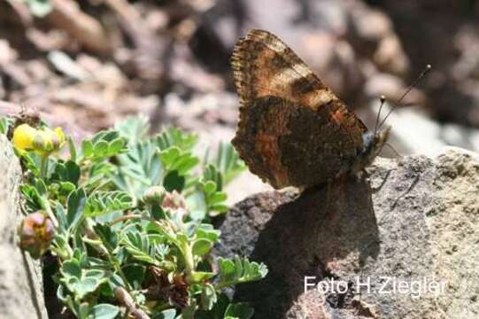 Imagem de <i>Aglais ladakensis</i>