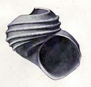Sivun Trilirata macmurdensis (Hedley 1911) kuva