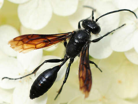 Isodontia philadelphica (Lepeletier de Saint Fargeau 1845)的圖片