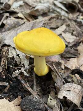 Image of Pulveroboletus curtisii (Berk.) Singer 1947