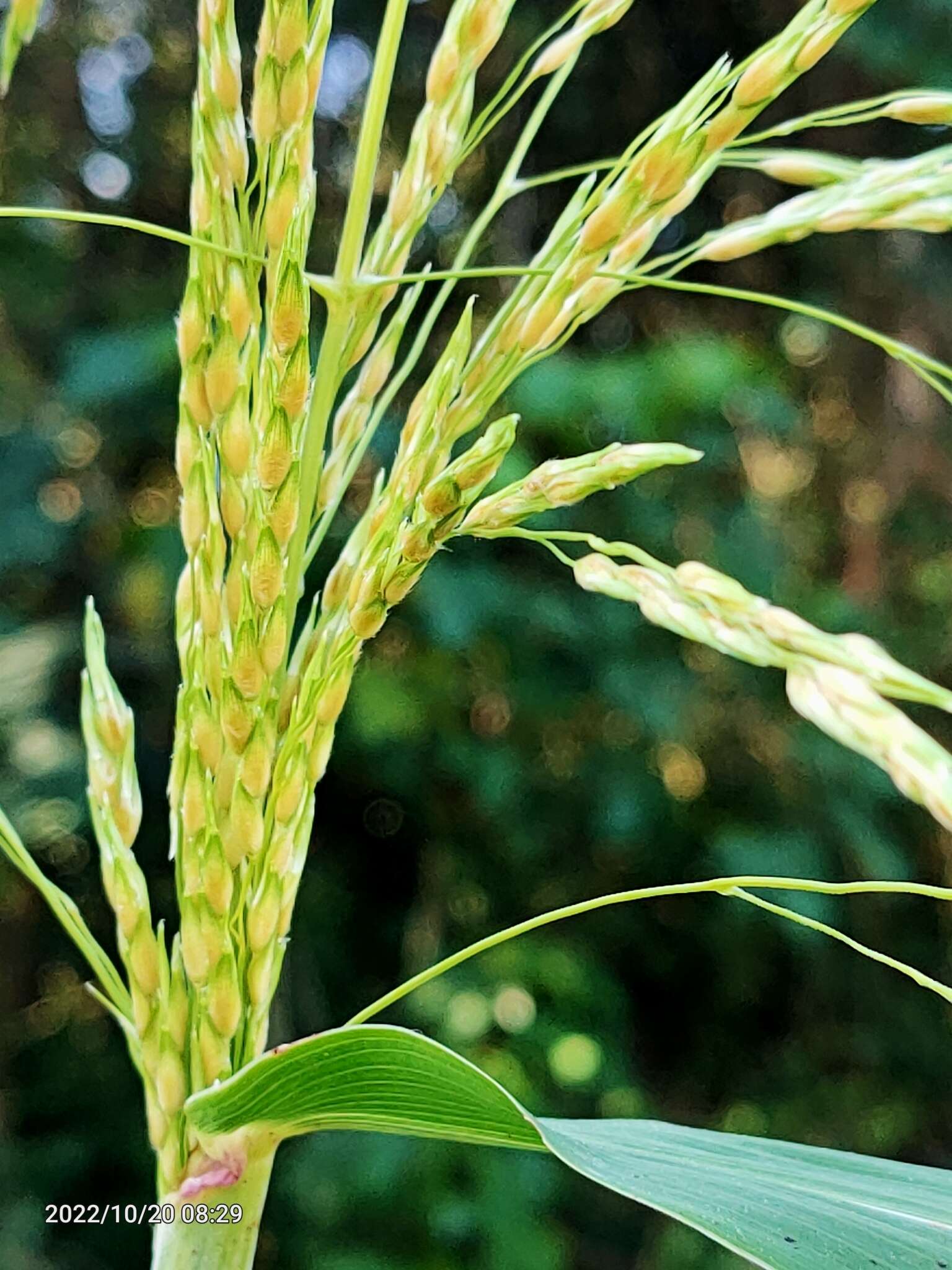 Image of broom corn