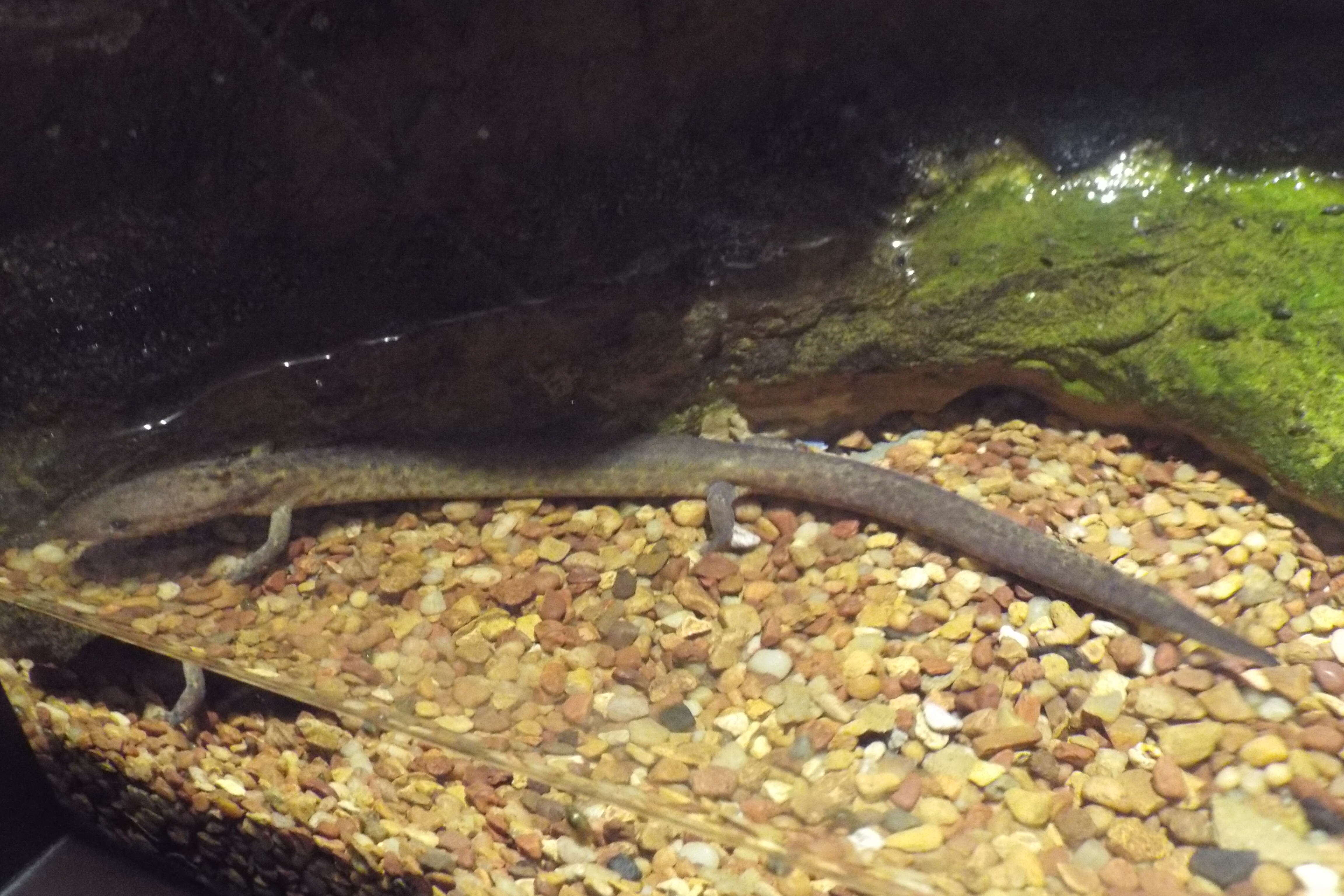 Image of Tennessee Cave Salamander