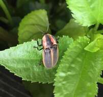 Слика од Pyractomena borealis (Randall 1828)