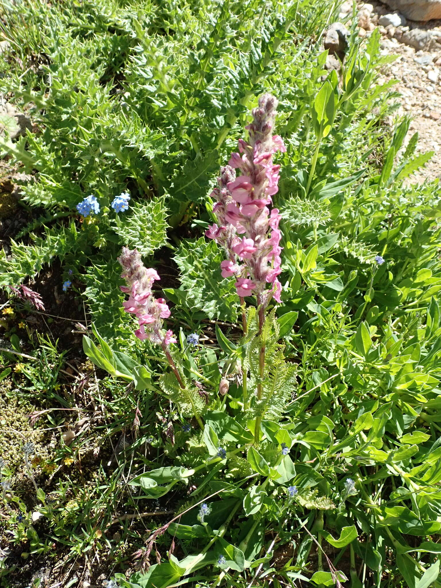 Image of flesh-pink lousewort