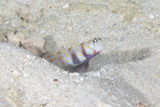 Image of Spotted prawn goby