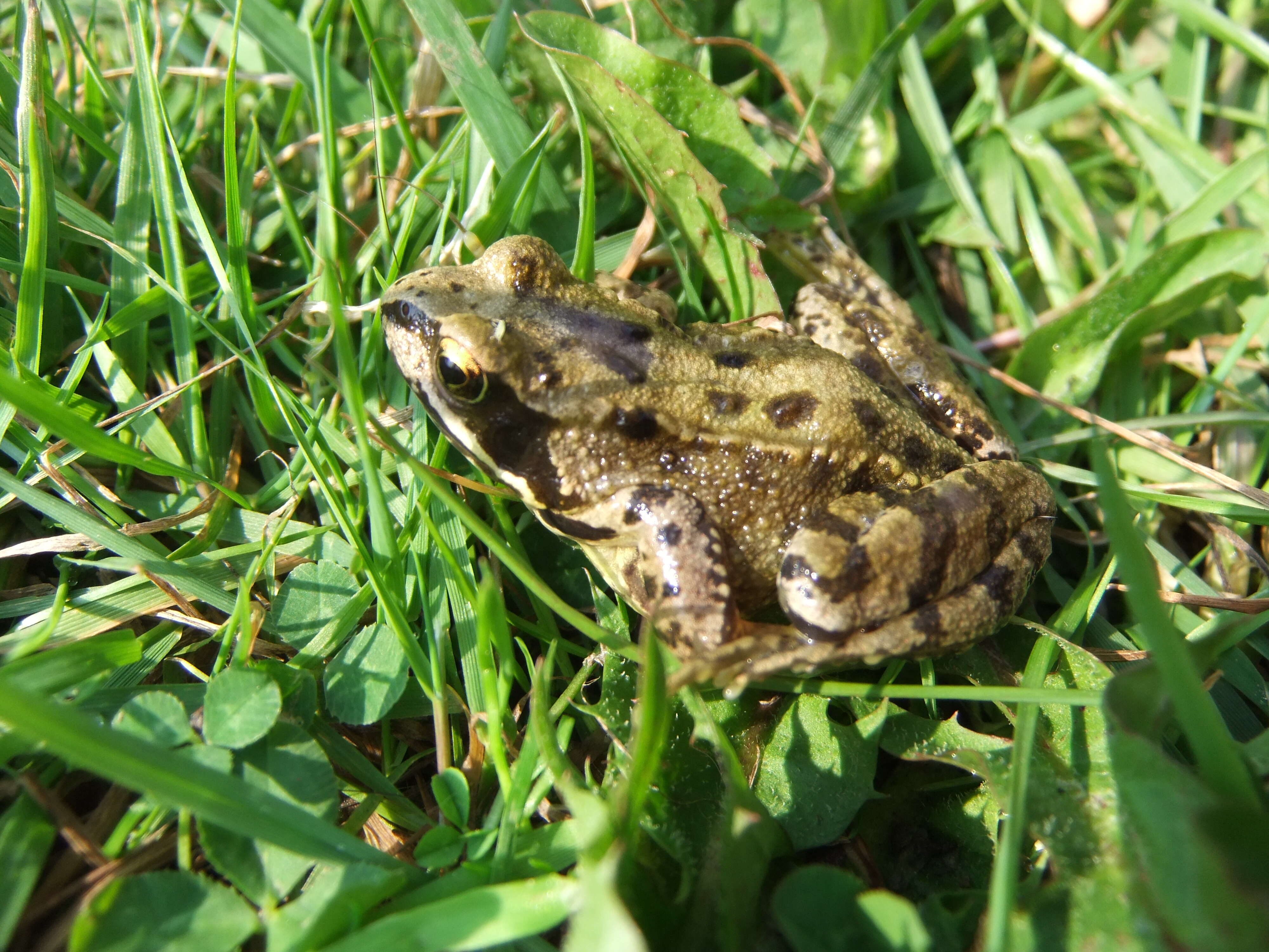 Image of Common frog