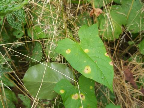 Image of Puccinia convolvuli (Pers.) Castagne 1842