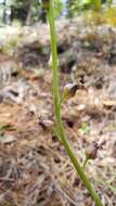 Image of long-fruit jewelflower