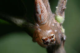 Artabrus erythrocephalus (C. L. Koch 1846) resmi