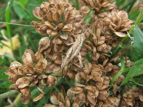 Image of Common Field Grasshopper