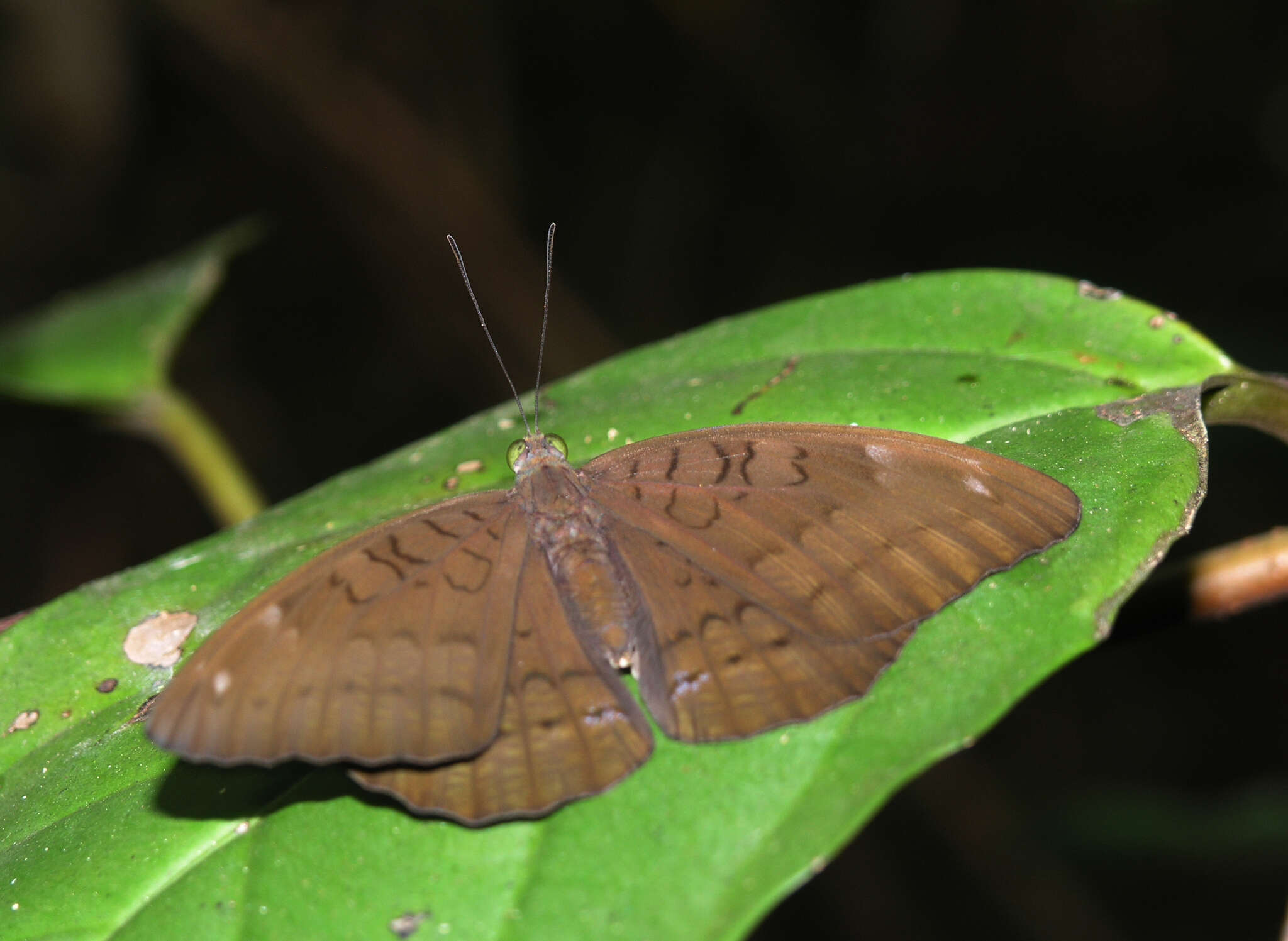 Image of Tanaecia julii xiphiones Butler 1868