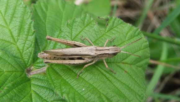 Image of lesser marsh grasshopper