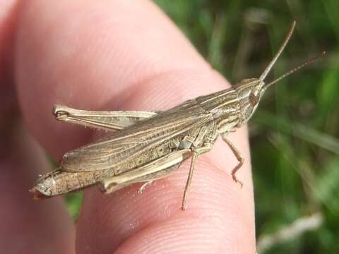 Image of lesser marsh grasshopper