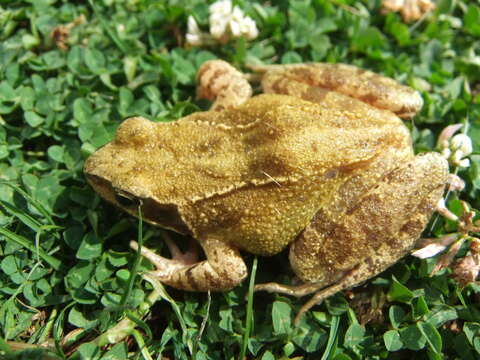 Image of Common frog