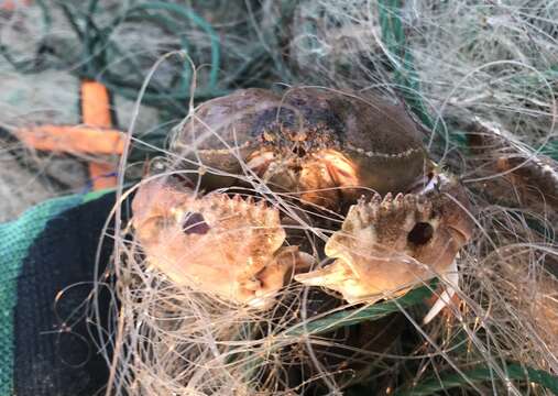 Image of Spectacled Box Crab