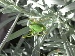 Image of speckled bush-cricket