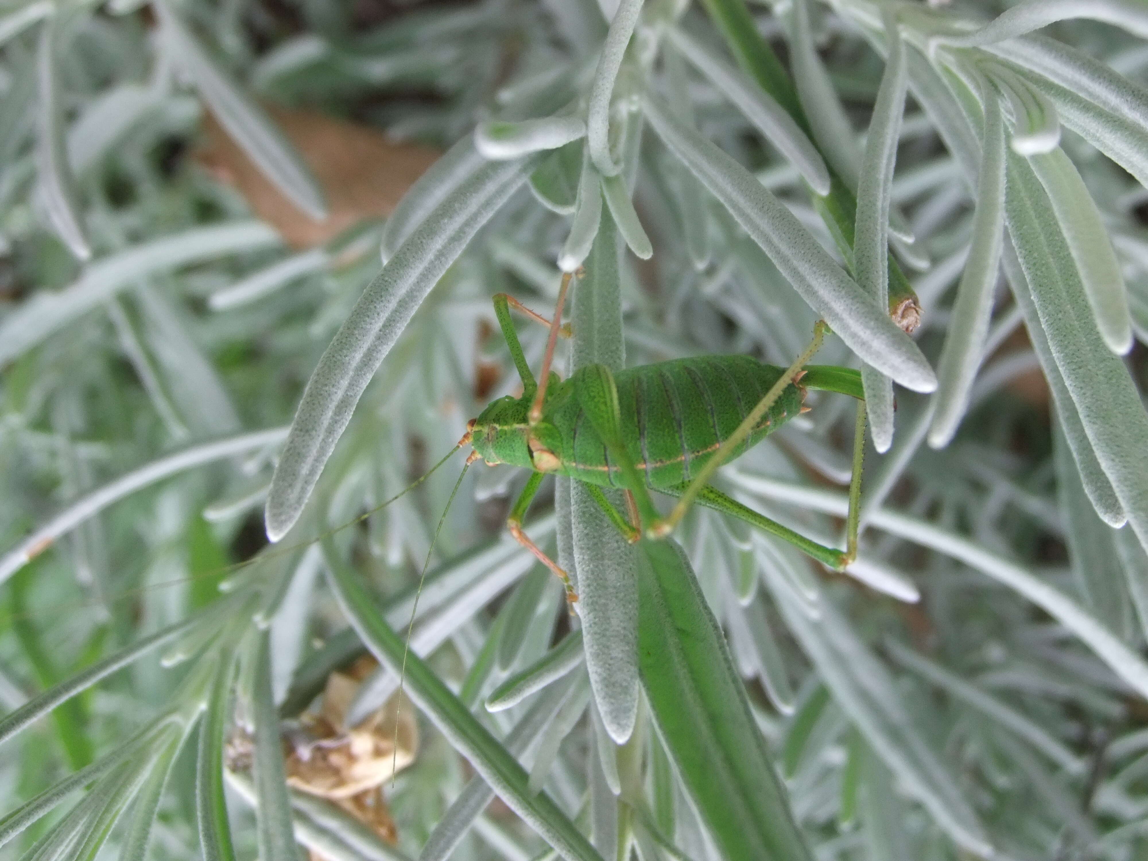 Image of speckled bush-cricket