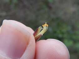 Image of Cytisus spinescens C. Presl