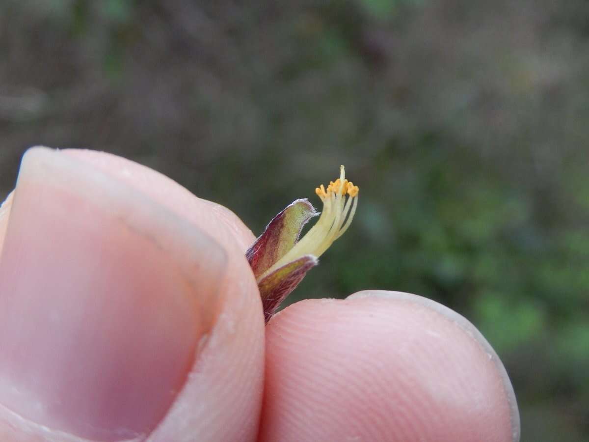 Слика од Cytisus spinescens C. Presl