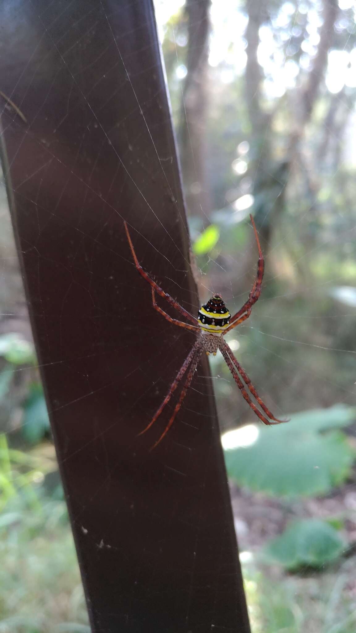 Image of Argiope aetheroides Yin, Wang, Zhang, Peng & Chen 1989