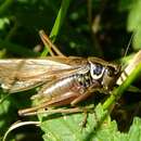 Image of Metrioptera roeselii