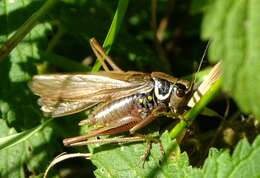 Image of Metrioptera roeselii