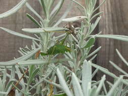 Image of speckled bush-cricket