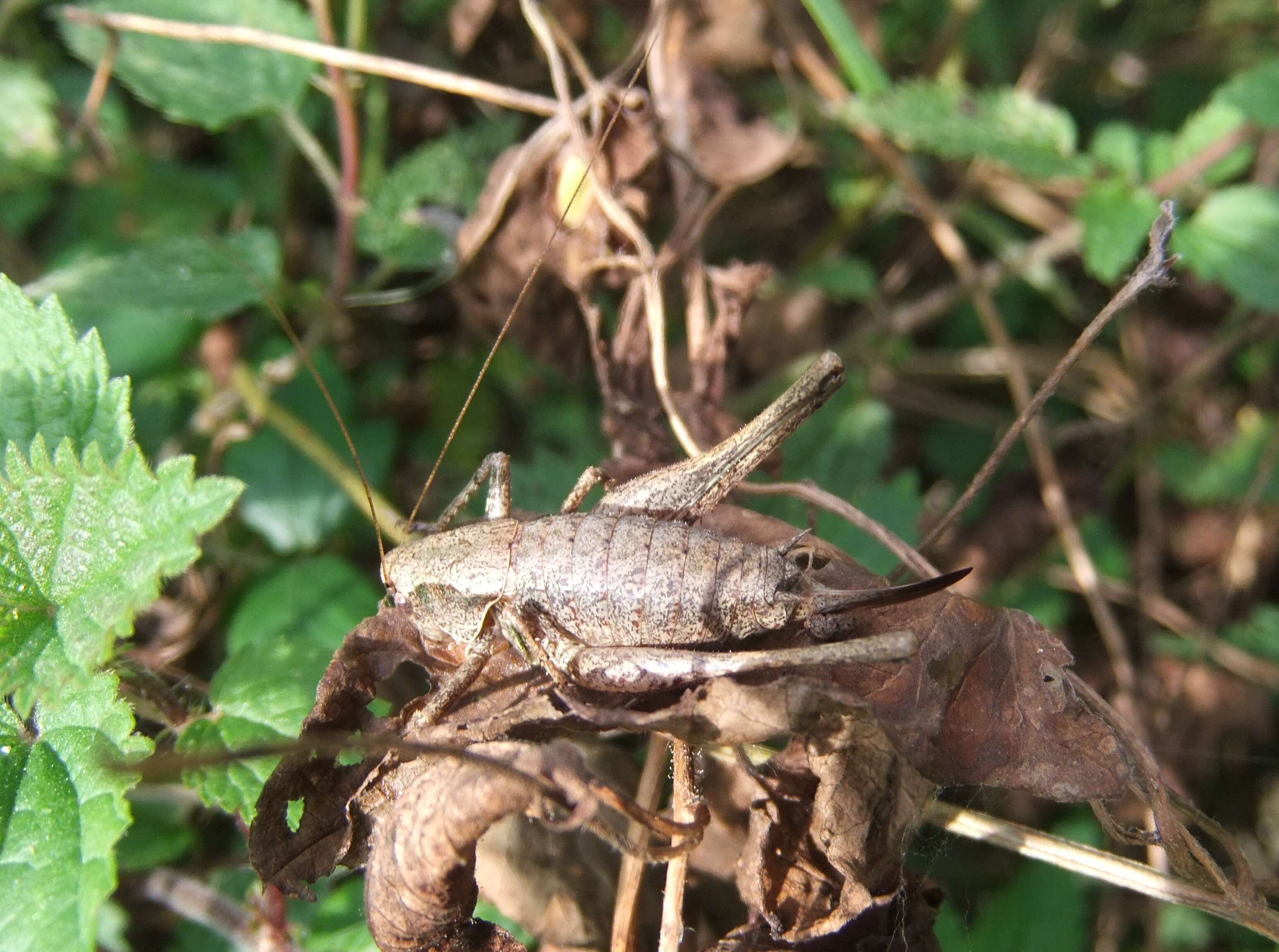 Image of dark bush-cricket