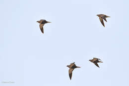 Image of Black-bellied Sandgrouse