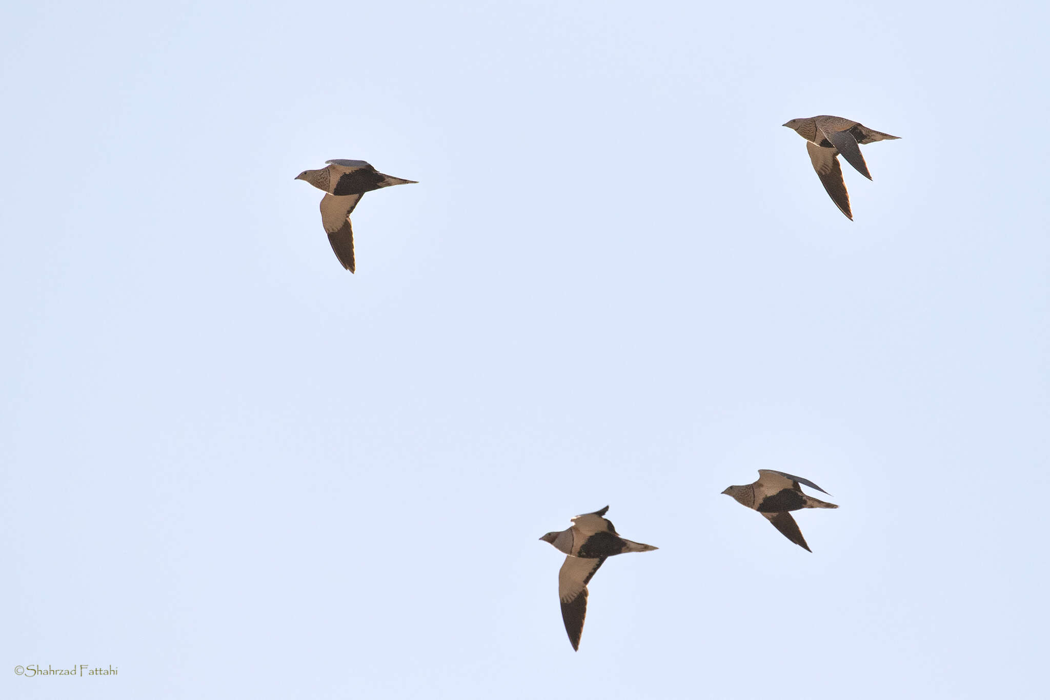 Image of Black-bellied Sandgrouse