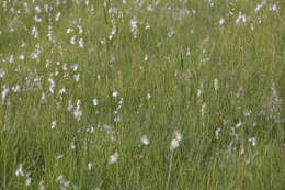 Dactylorhiza incarnata subsp. ochroleuca (Wüstnei ex Boll) P. F. Hunt & Summerh. resmi