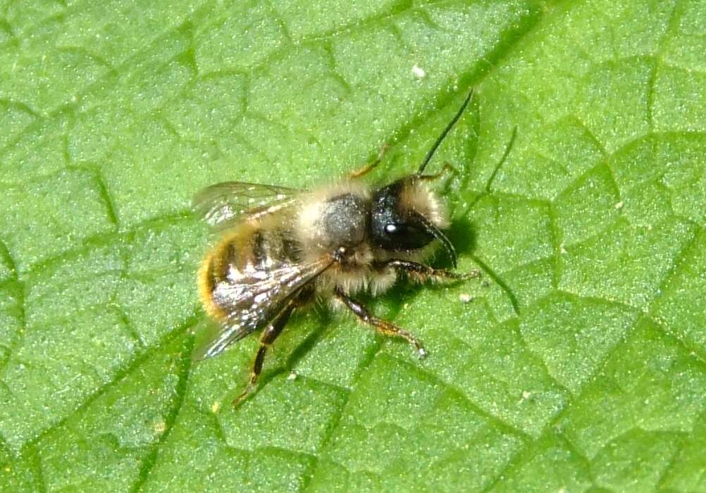 Image of Osmia rufa (Linnaeus 1758)