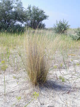 Image of Festuca beckeri (Hack.) Trautv.