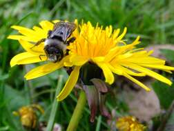 Image de Andrena cineraria (Linnaeus 1758)