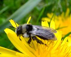 Image de Andrena cineraria (Linnaeus 1758)