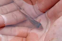 Imagem de Corydoras flaveolus Ihering 1911