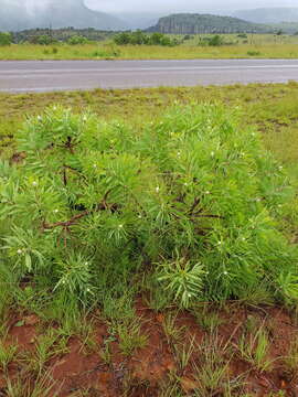 Image of African savanna sugarbush