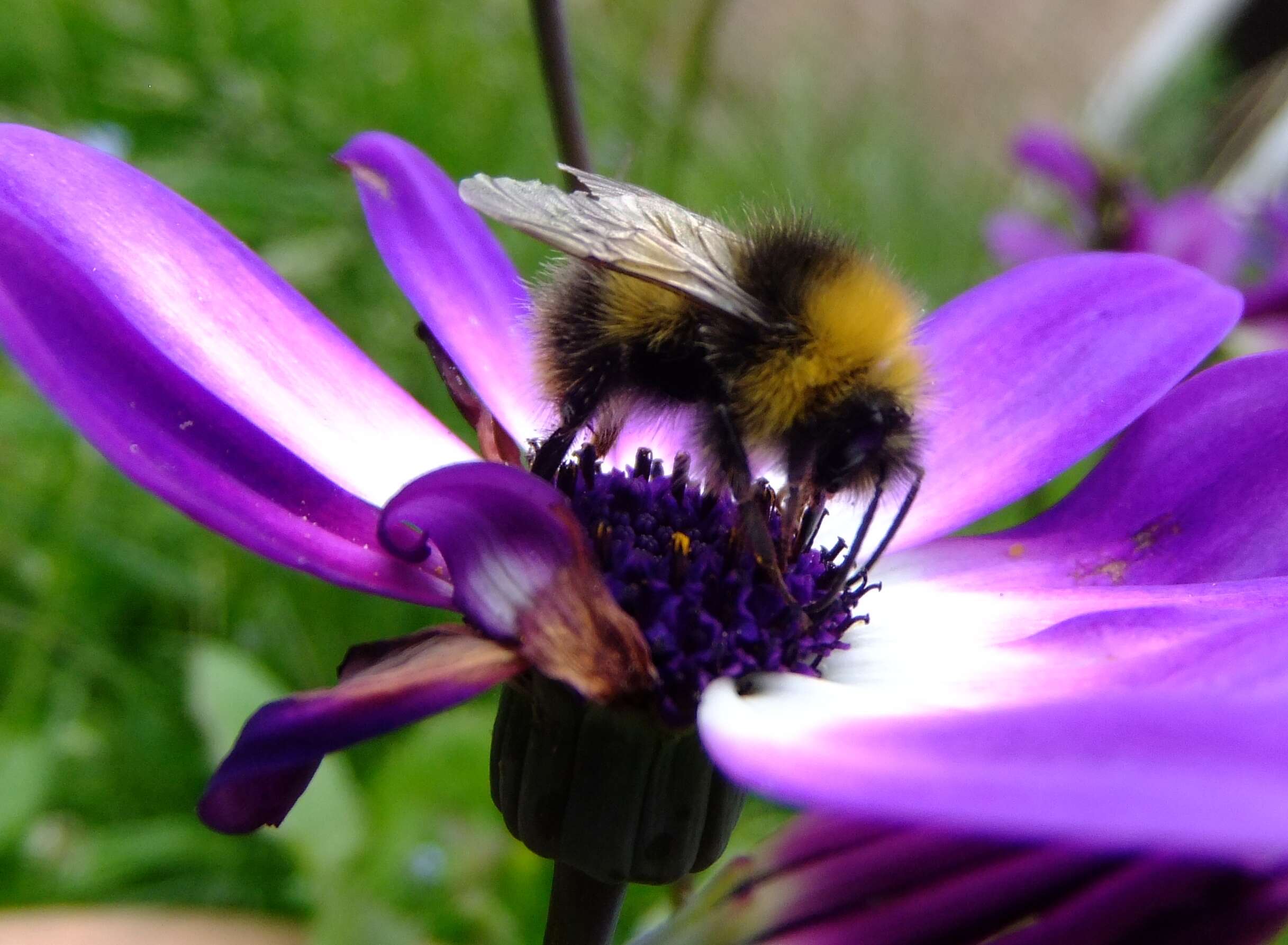 Plancia ëd Bombus pratorum (Linnaeus 1761)