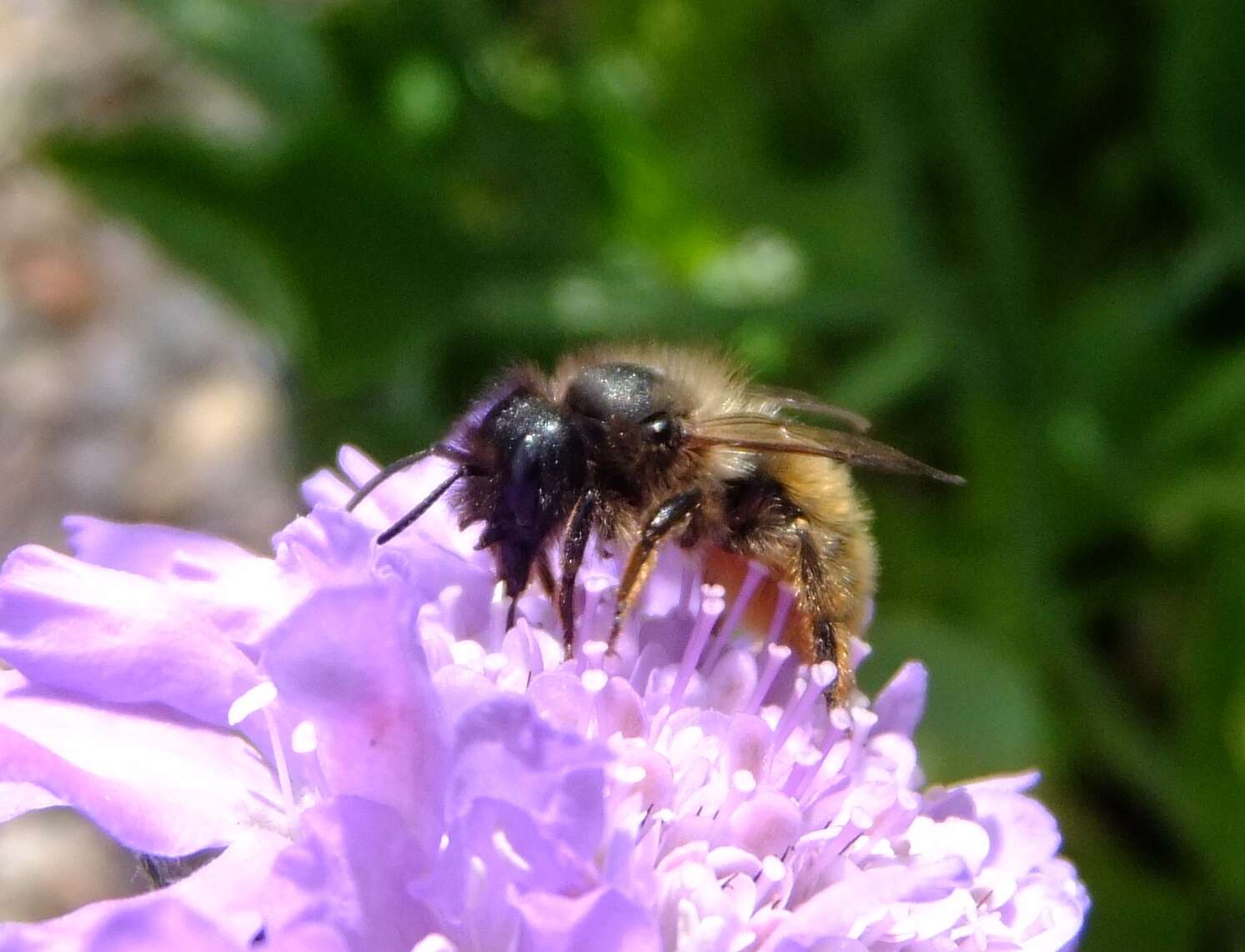 Image of Osmia rufa (Linnaeus 1758)