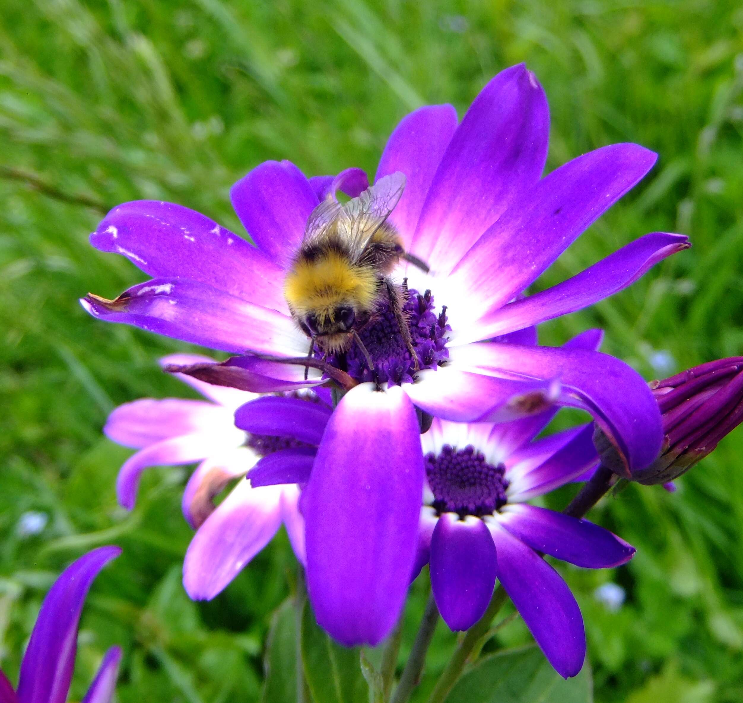 Plancia ëd Bombus pratorum (Linnaeus 1761)