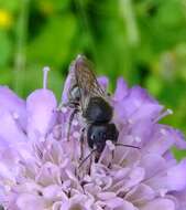 Image of Mason bee