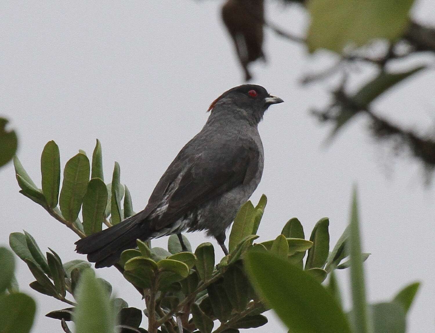 Image of Crested Cotingas