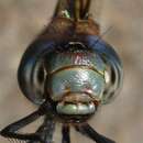 Image of Spatterdock Darner